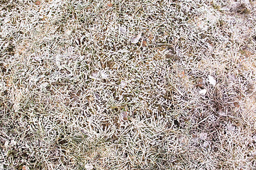 Image showing Frost Texture on Grass