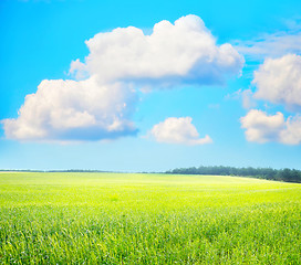 Image showing green field