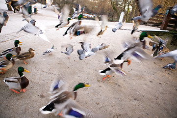 Image showing Frantic Ducks