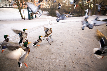 Image showing Frantic Ducks