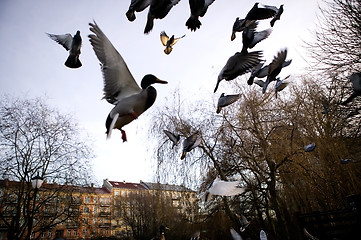 Image showing Birds in Flight Sihlouette