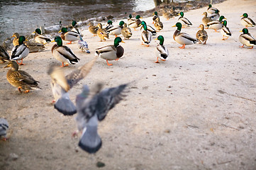 Image showing Moody Ducks