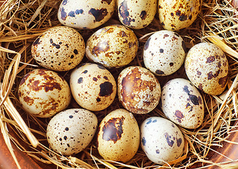 Image showing raw guail eggs