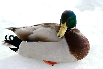 Image showing Mallard Duck