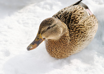 Image showing Female Mallard Duck