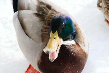 Image showing Mad Mallard Duck