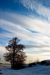 Image showing Landscape with Tree