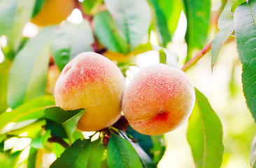 Image showing Peach on tree