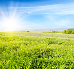 Image showing green field