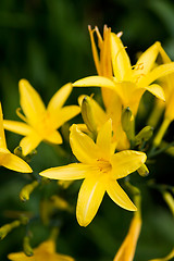 Image showing Yellow Lilly