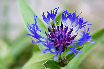 Image showing Blue Flower