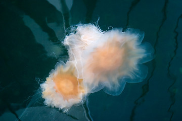 Image showing Jellyfish