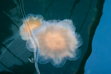 Image showing Jellyfish