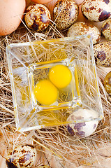 Image showing quail eggs