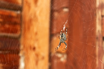 Image showing Spider hanging on a web