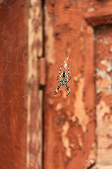 Image showing Big spider on a web