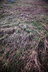 Image showing Frozen Grass Background