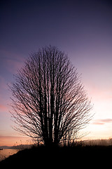 Image showing Single Tree