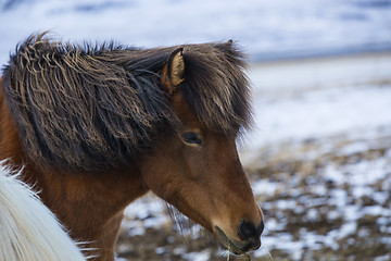 Image showing Brown Icelandic horse eats grass