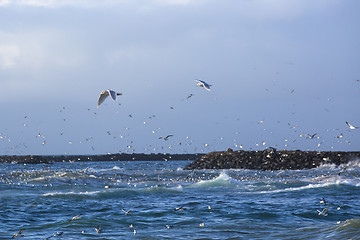 Image showing Gulls hunting for fish