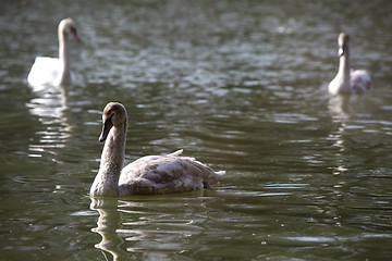 Image showing Group of swans at the lake