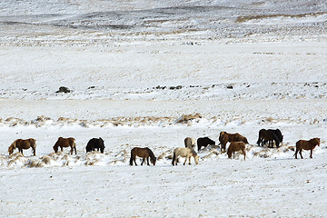 Image showing Herd of Icelandic horses in winter landscape