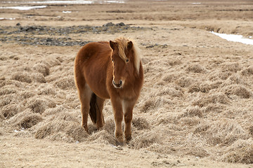 Image showing Brown Icelandic horse on a meadow