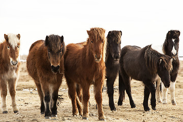 Image showing Herd of Icelandic ponies 