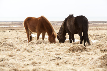 Image showing Two Icelandic horses on a meadow in spring