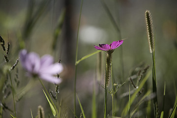 Image showing Wildflower meadow