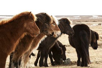 Image showing Herd of Icelandic ponies 