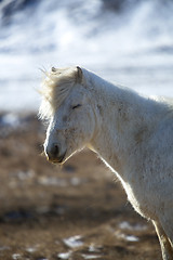 Image showing Portrait of a white Icelandic horse in spring