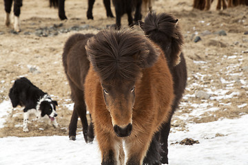 Image showing Icelandic horses on a meadow