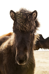 Image showing Portrait of a young Icelandic foal with curly mane