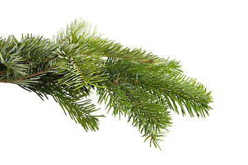 Image showing Green fir branch