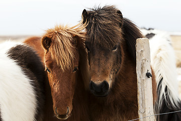 Image showing Herd of Icelandic ponies 