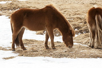Image showing Two Icelandic horses on a meadow in spring
