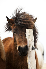 Image showing Brown Icelandic horse scratches on the fence