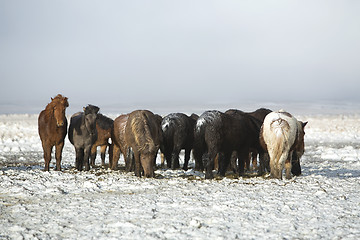 Image showing Herd of Icelandic horses after snow storm