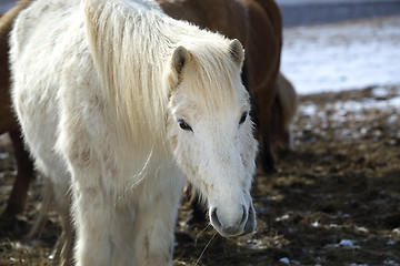 Image showing Portrait of a white Icelandic horse in winter landscape