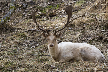 Image showing Albino buck deer in the forest