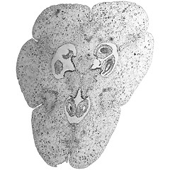 Image showing Black and white Lily ovary micrograph