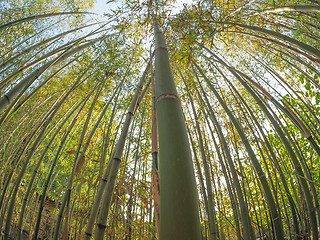 Image showing Bamboo tree