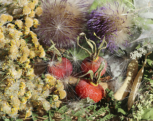 Image showing Dried rosehip berries