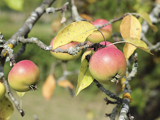 Image showing Apples