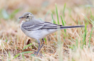 Image showing Yellow wagtail, female