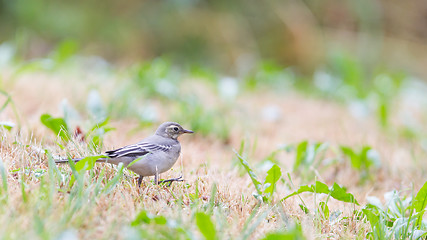 Image showing Yellow wagtail, female