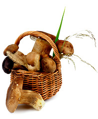 Image showing Boletus Mushrooms