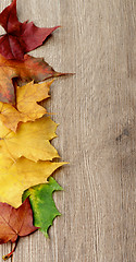 Image showing Frame of Maple Leafs