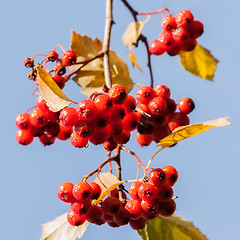 Image showing Hawthorn berries